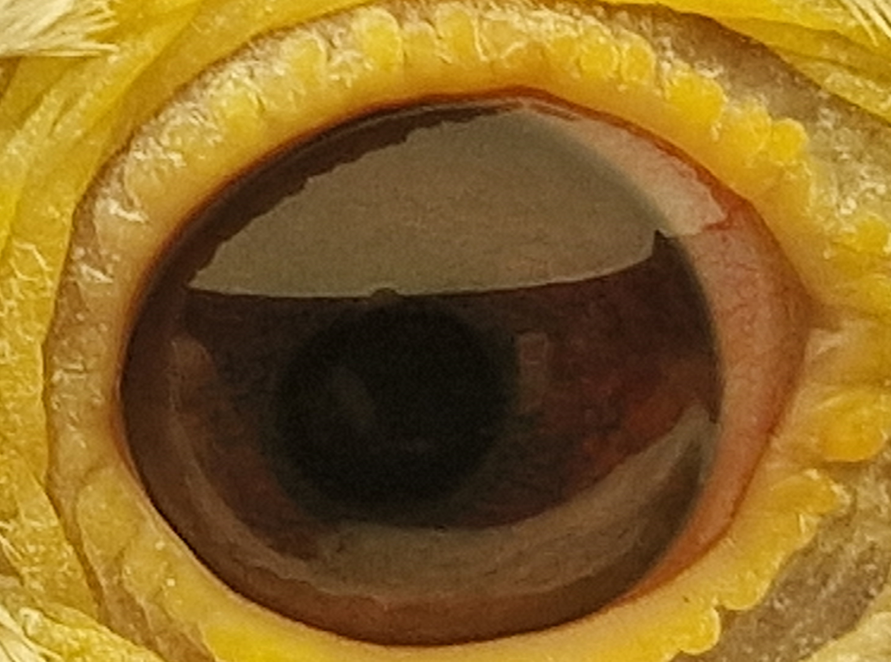 Pigeon eye
